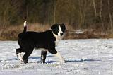 BORDER COLLIE 1047